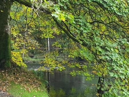 Tree near bridge