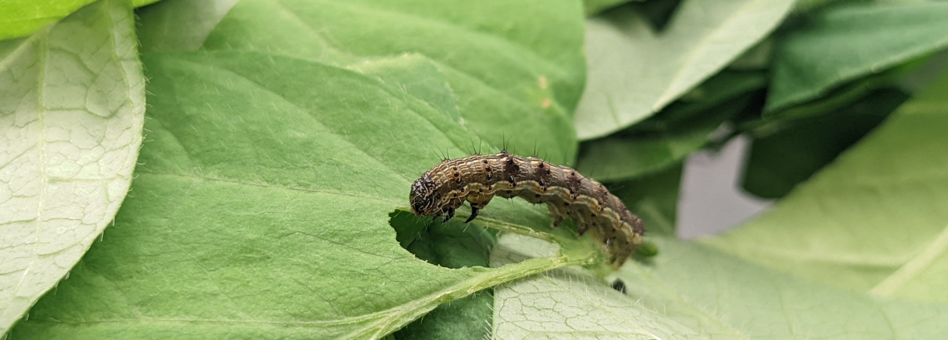 Insect pest amid leaves