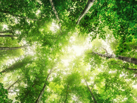 looking up at the green canopy of the trees 