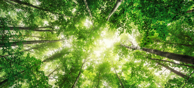 looking up at the green canopy of the trees 