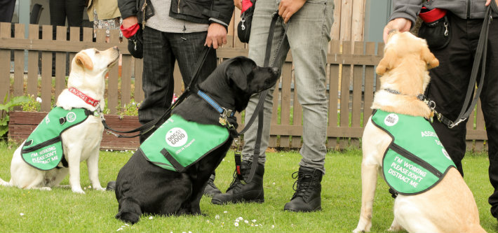 three dogs wearing green vests sitting in grass