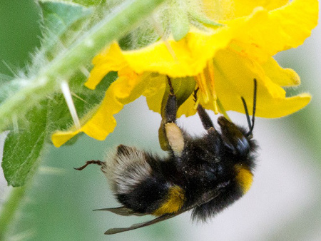 An image of a Bee pollinating a flower 