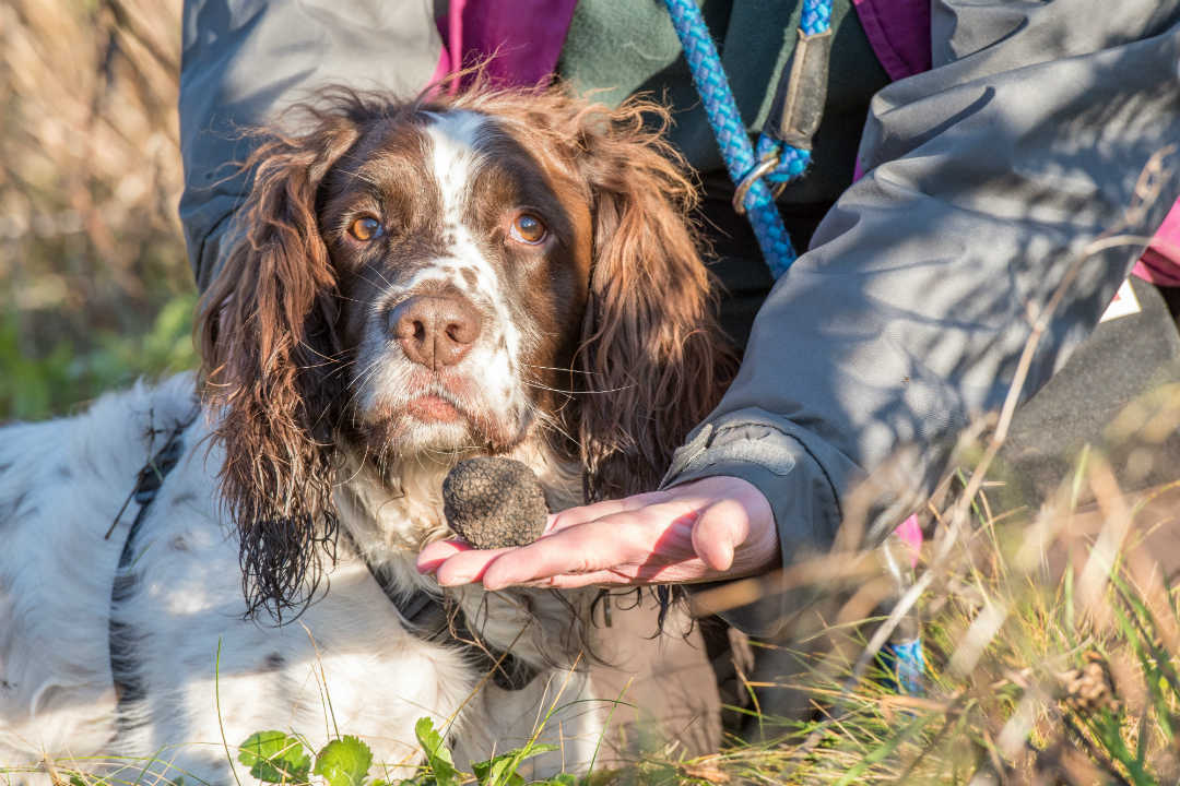 Truffle hunter Maxwell the dog