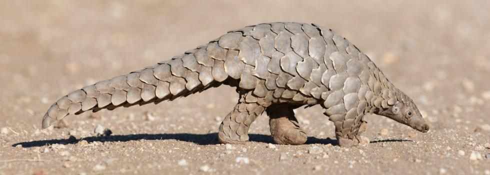 An image of a Pangolin