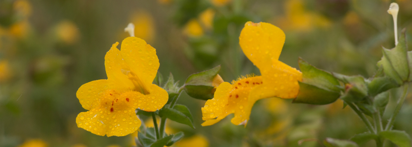 An image of the Shetland Monketflower