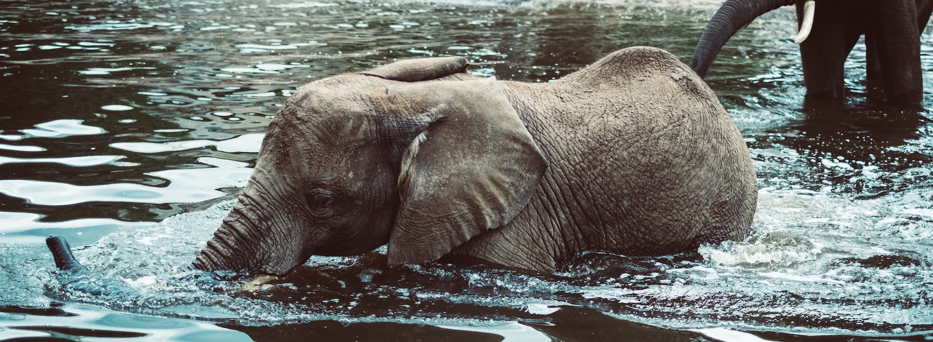 Elephant in water