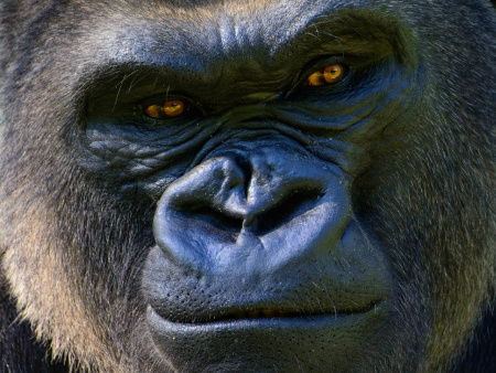 An image of a Gorilla