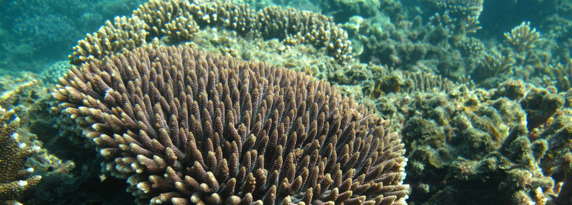 An image of coral on the sea-bed