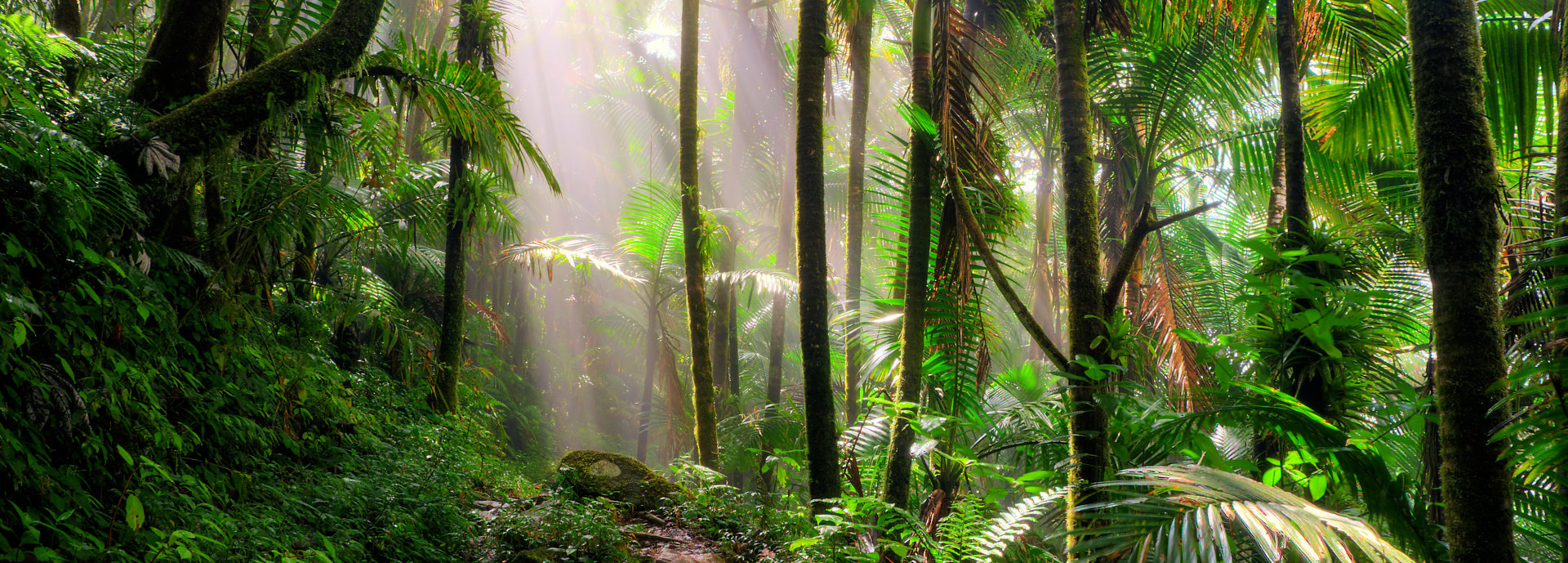 An image of tropical trees