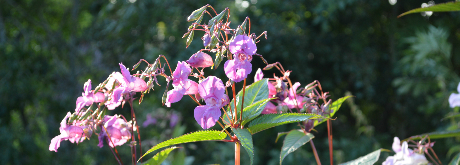 Himalayan balsam