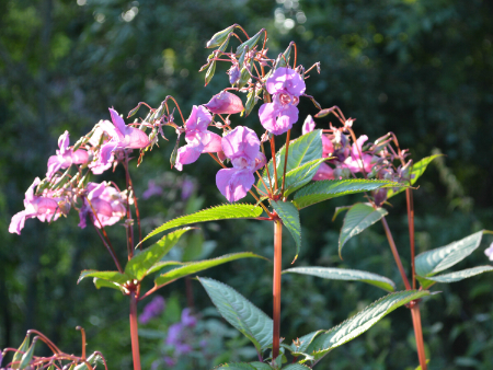 Himalayan balsam