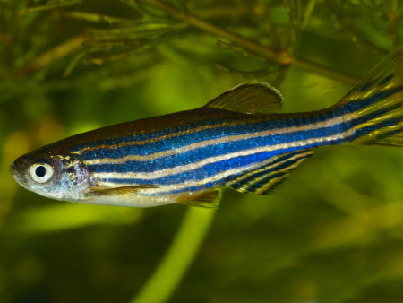 Zebrafish thumbnail