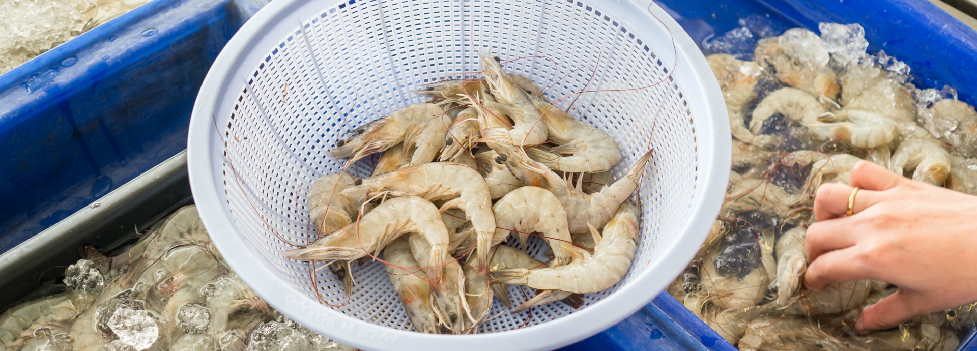 A bowl of shrimp