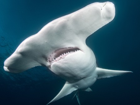 hammerhead shark