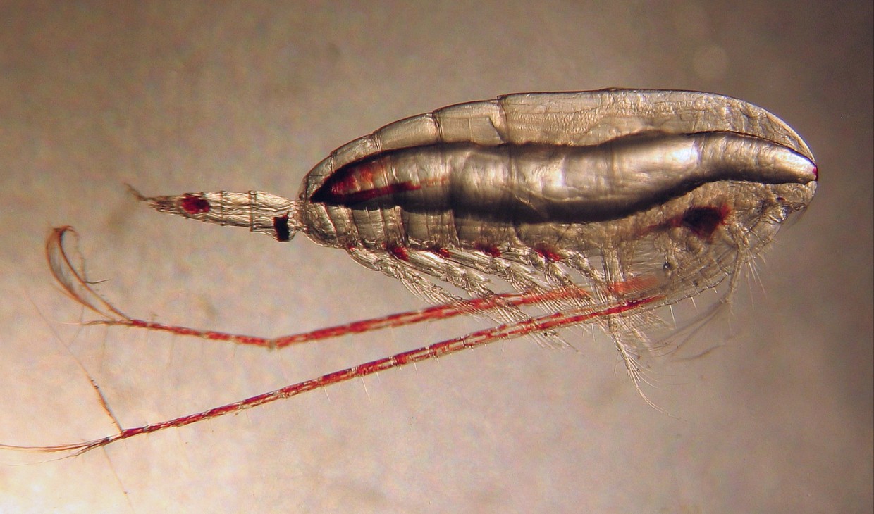 Zooplankton