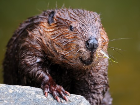 Beaver