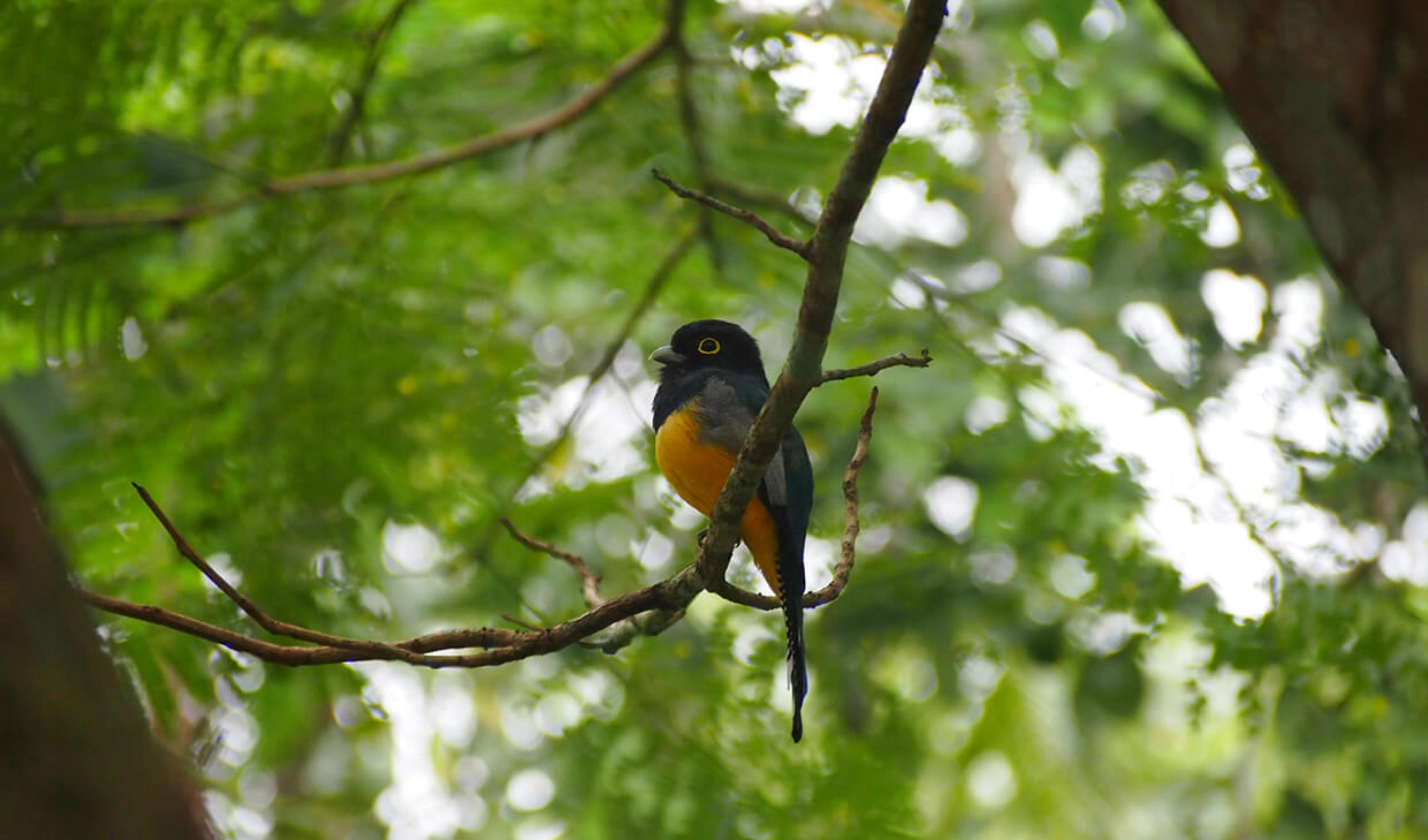 Bird in forest