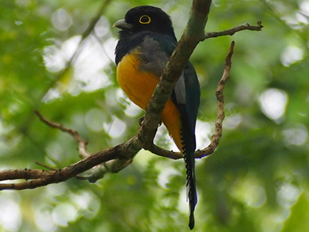 Bird in forest