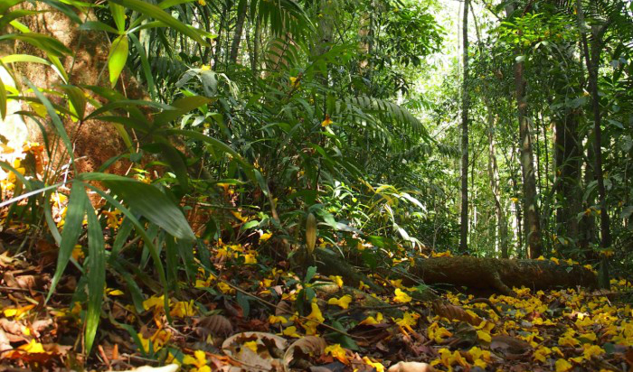 Forest floor