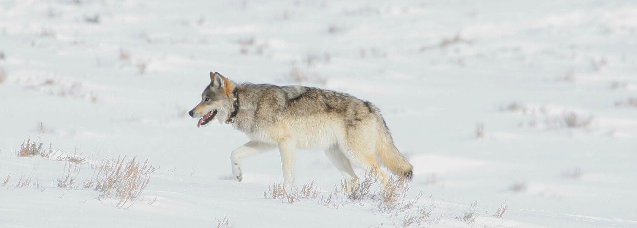 Wolf in snow