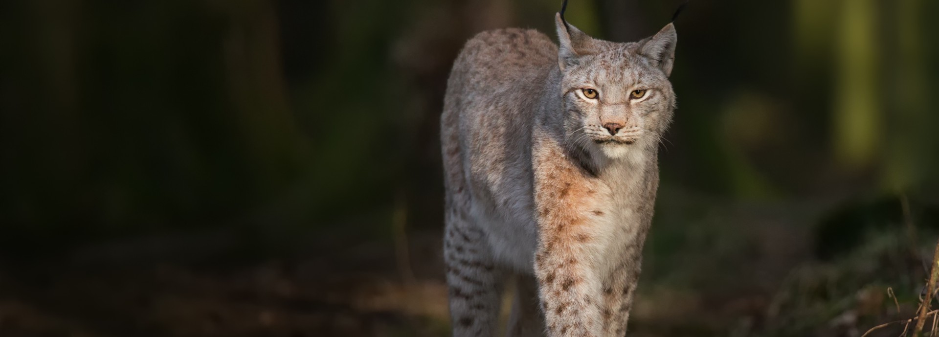 Eurasian lynx