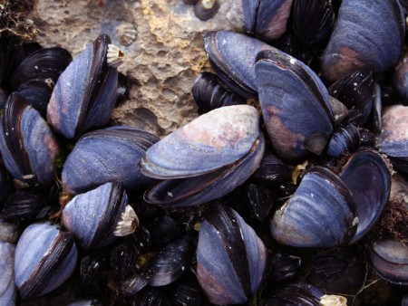 mussels