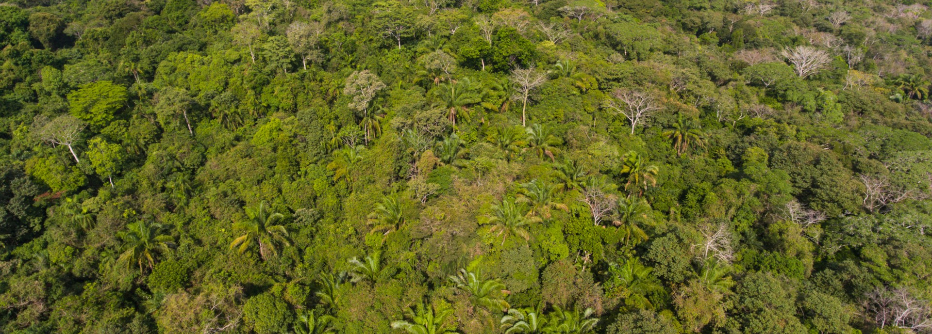 Tropical forest