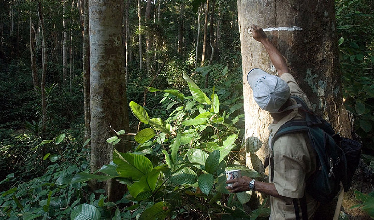 Expert checks tree growth