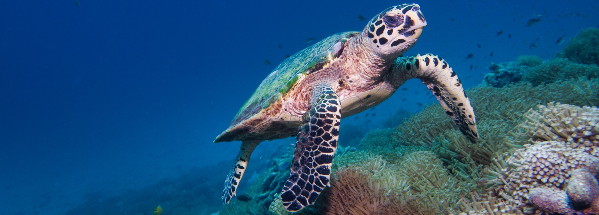 A sea turtle swimming