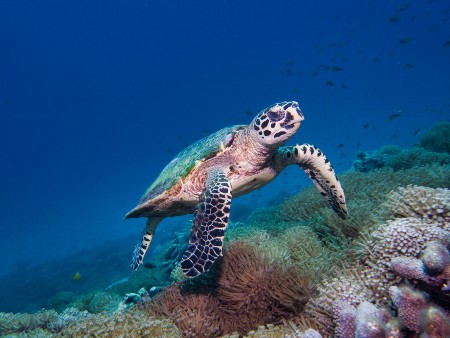 A sea turtle swimming