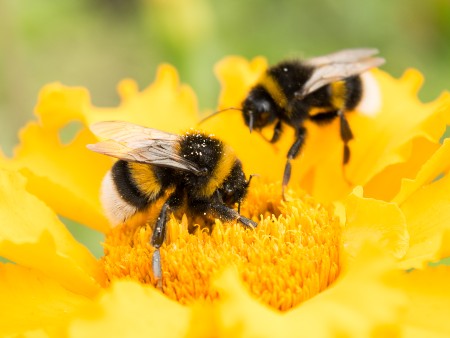 Bumblebees on a flower