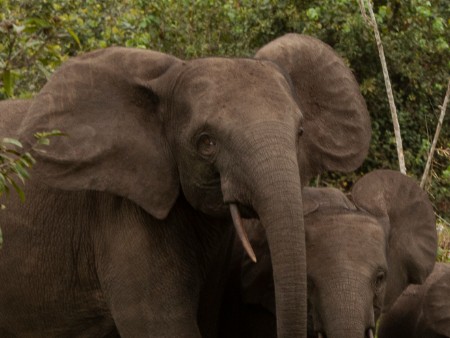 A family of elephants