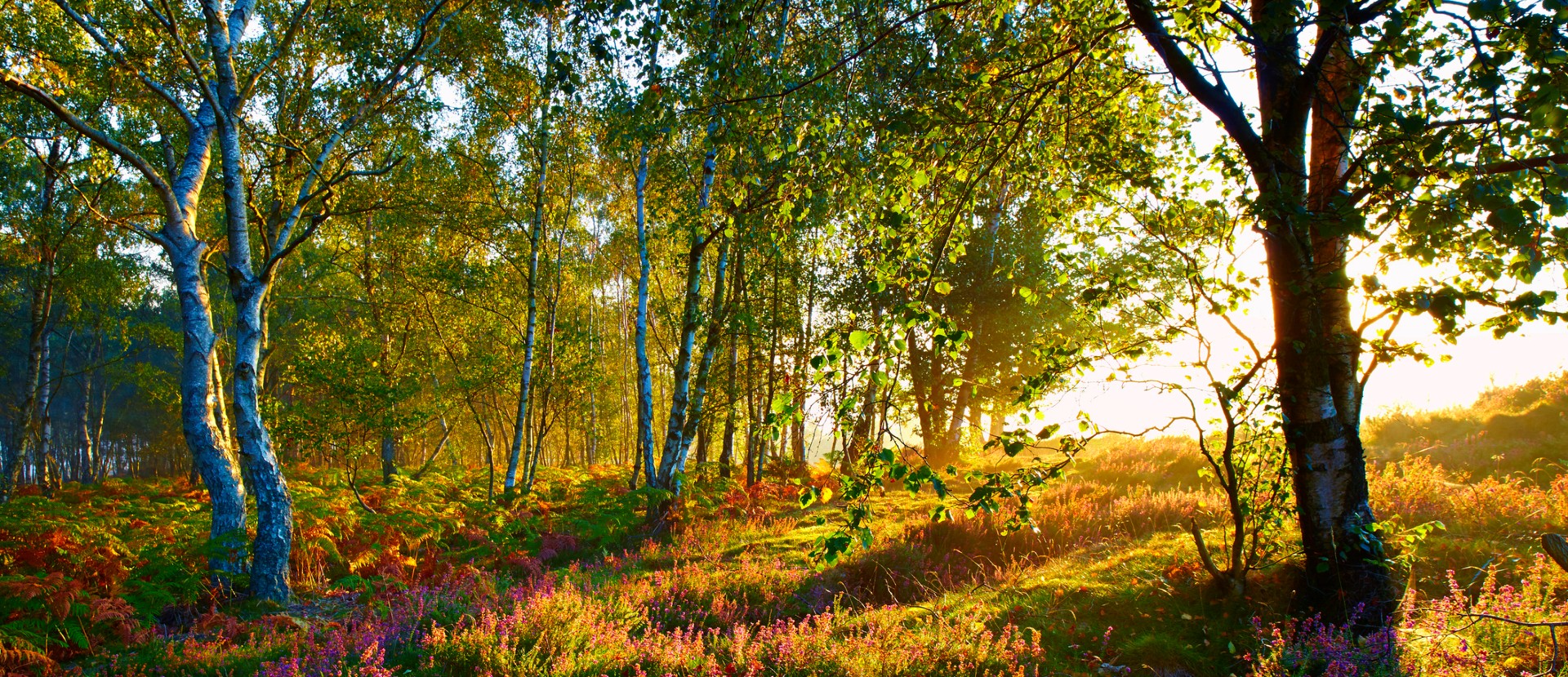 Birch trees in evening light