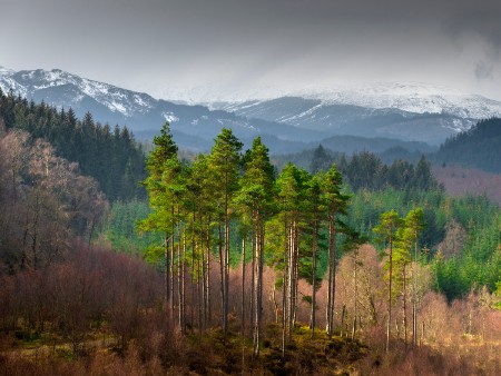 scots pine