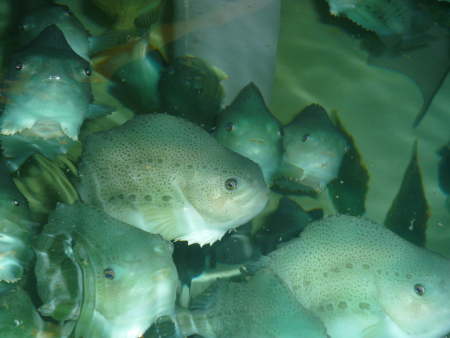 Lumpfish