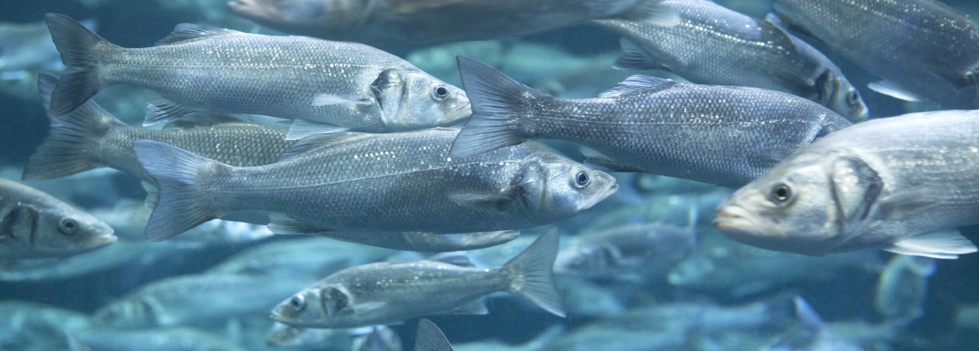 European seabass swimming