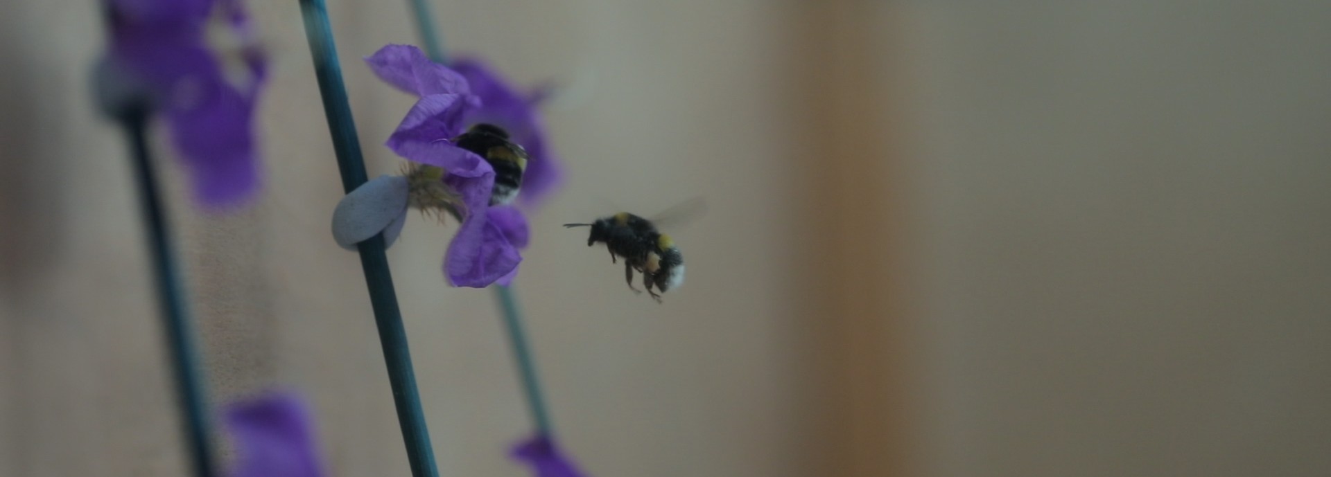 Bee approaching flower