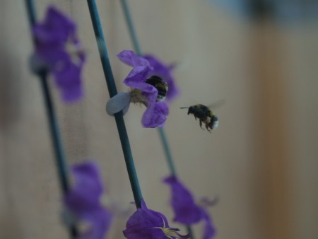 Bee approaching flower