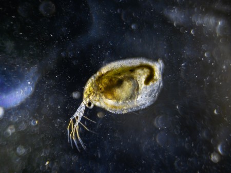 Microscopic image of Daphnia