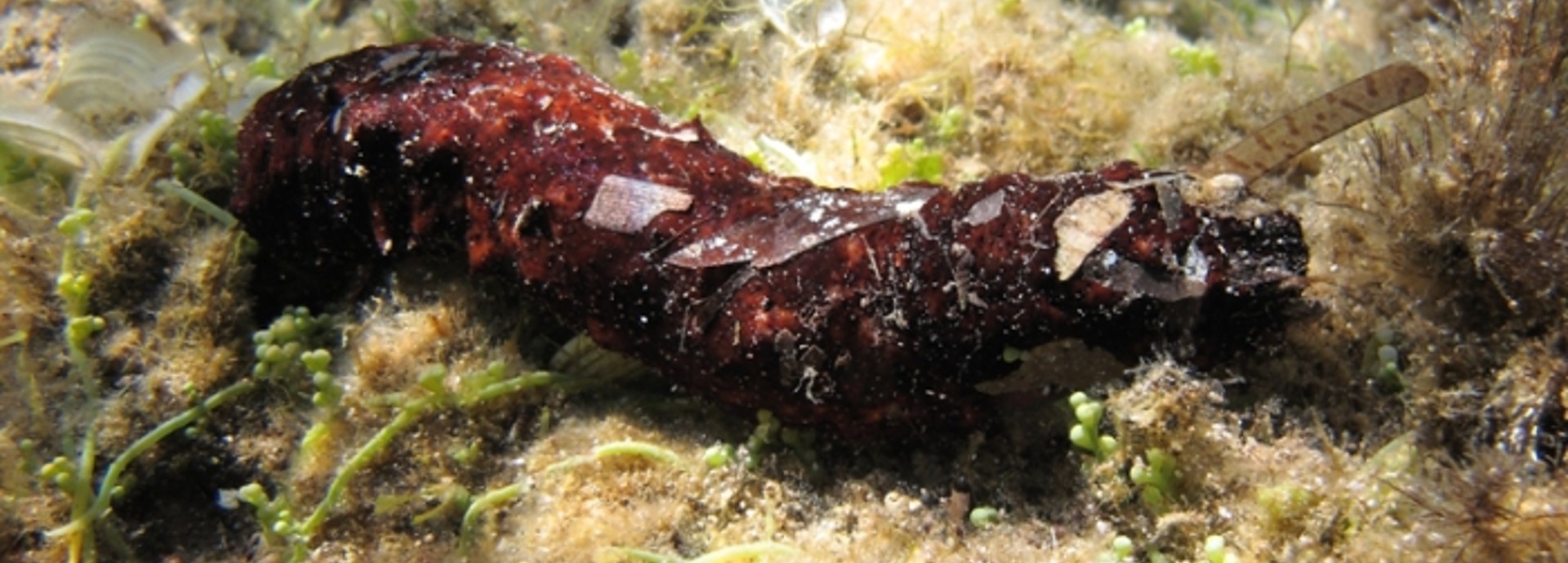 Mediterranean sea cucumber