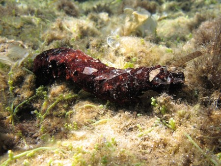 Mediterranean sea cucumber