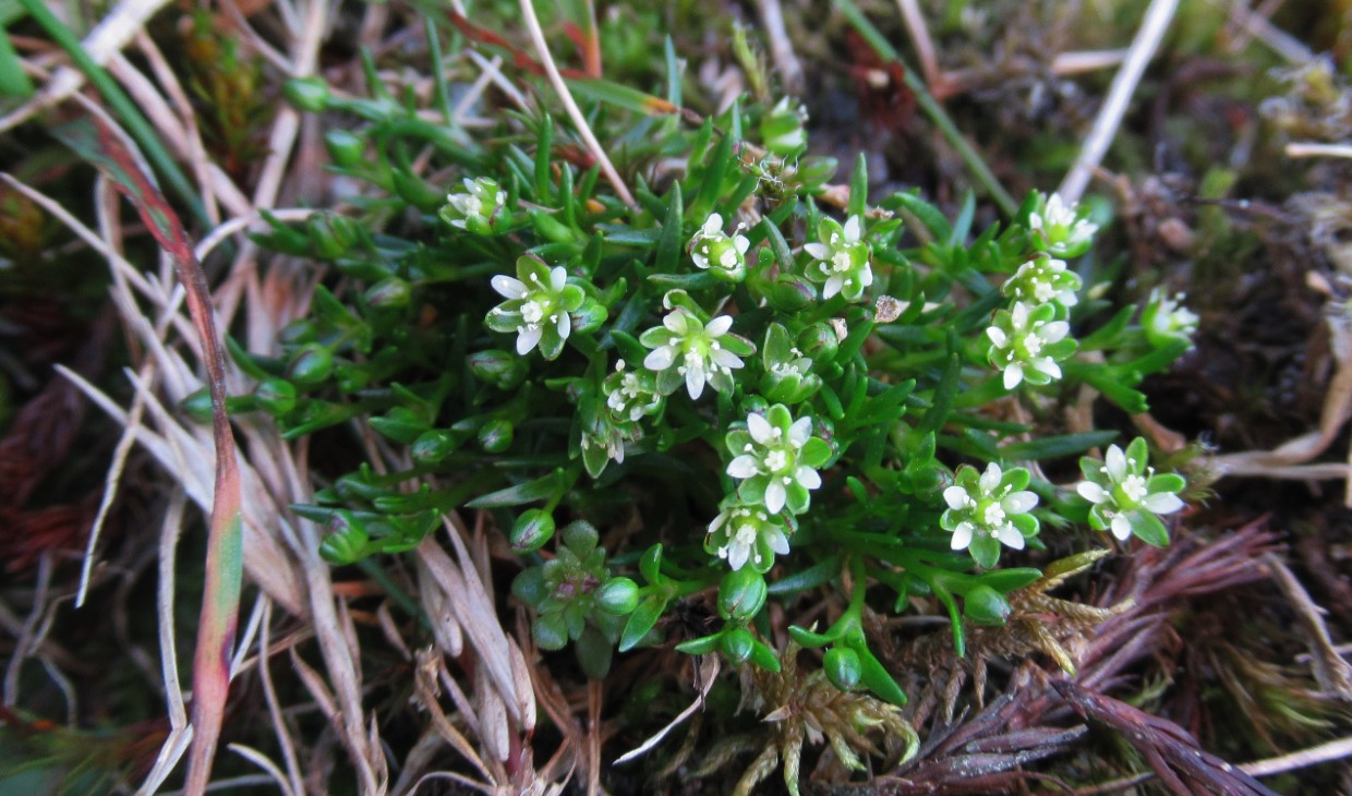 Snow pearlwort