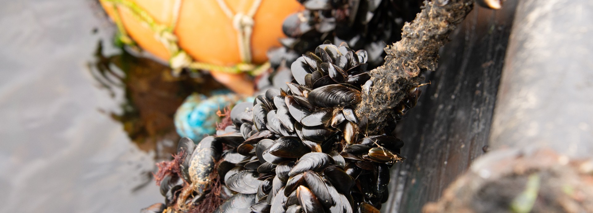 mussels