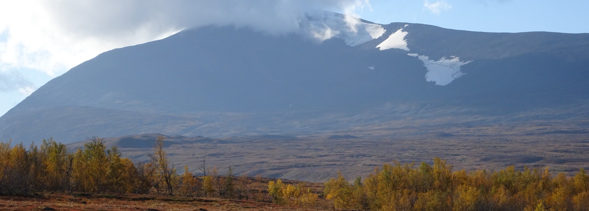 Trees and tall shrubs in Swedish Arctic, near Abisko. Credit Professor Philip Wookey