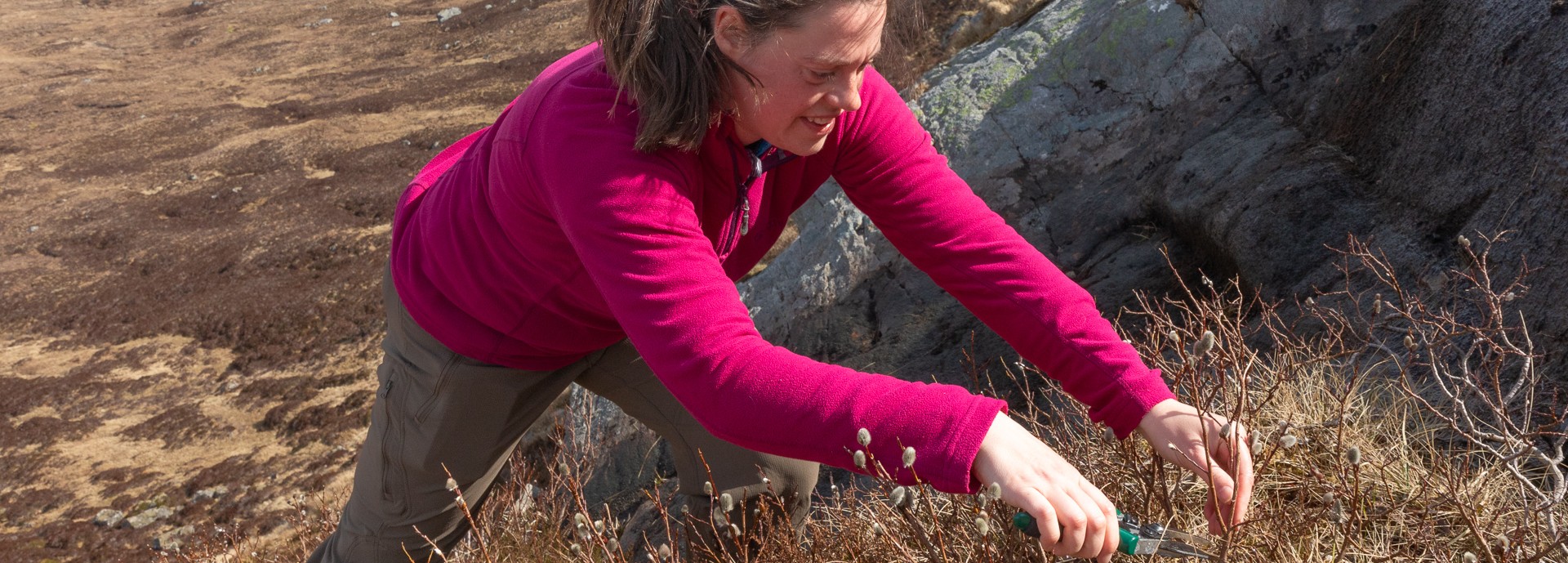 Sarah Watts collecting montane willow cuttings for propagation towards habitat restoration (photo credit: Mark Hamblin/scotlandbigpicture.com)