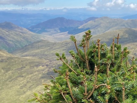 Sitka Spruce on Ben Vorlich