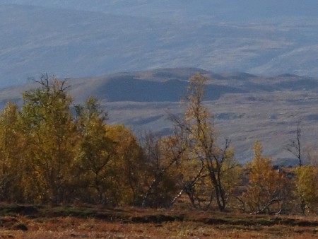 Trees and tall shrubs in Swedish Arctic, near Abisko.