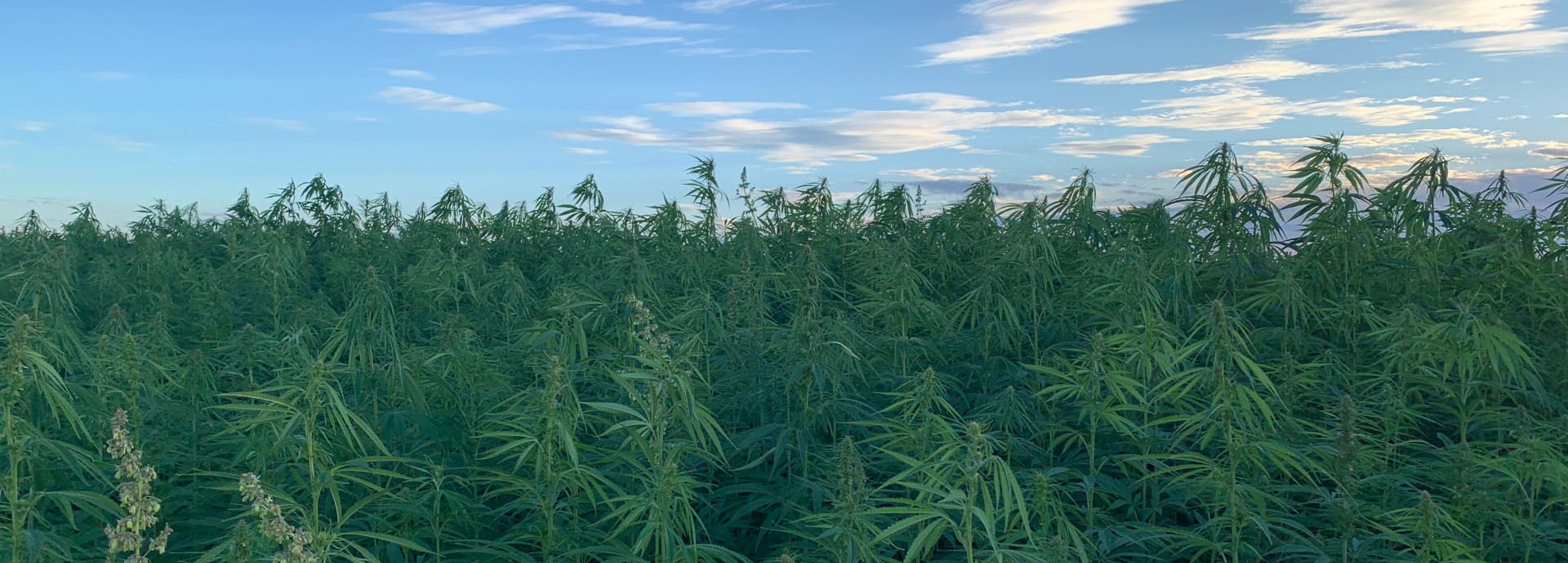 Hemp crops