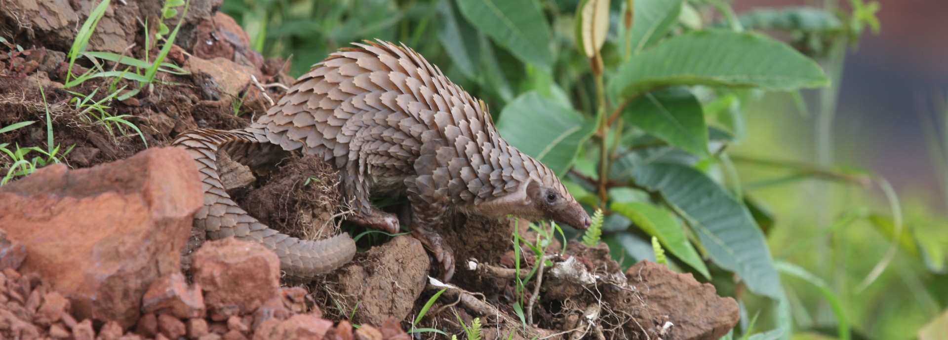 White-bellied pangolin