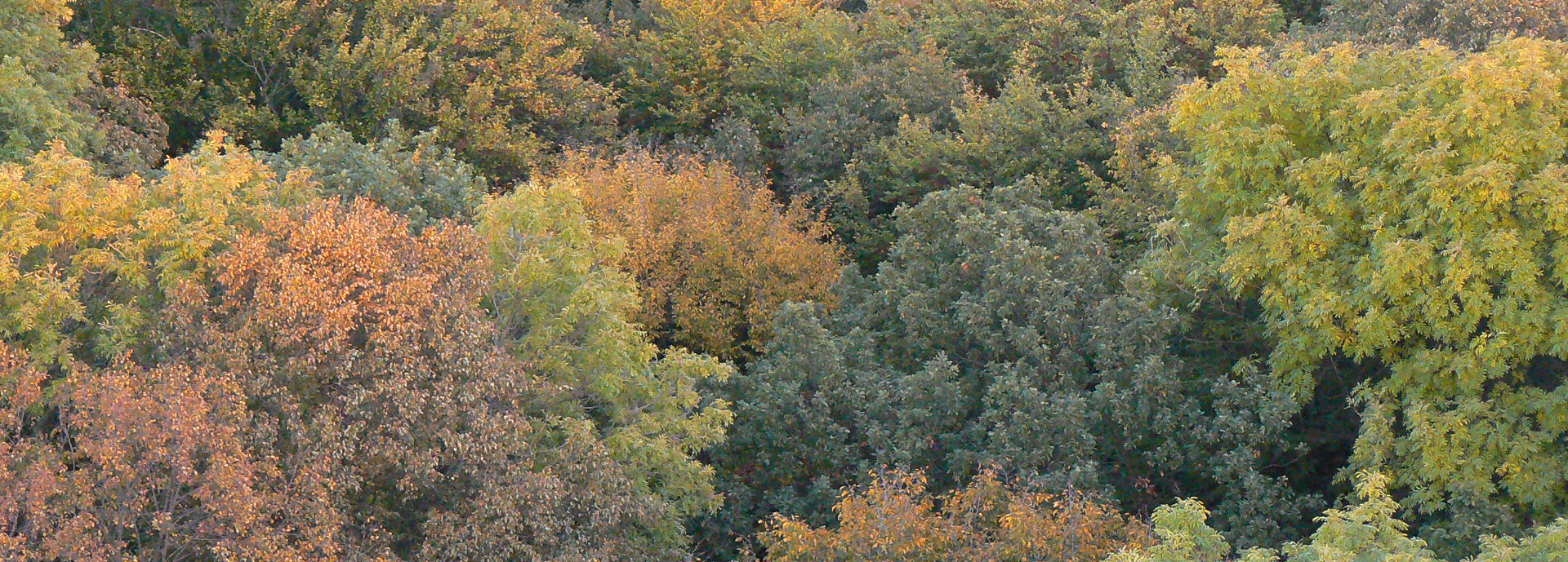 Green and amber forest canopy